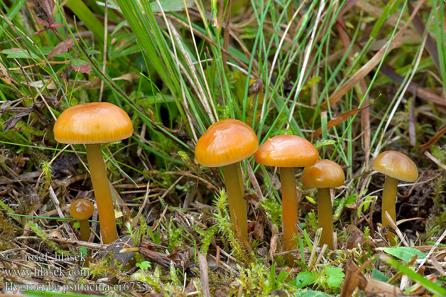 Papageiensaftling Papageien-Saftling Hygrocybe psittacina