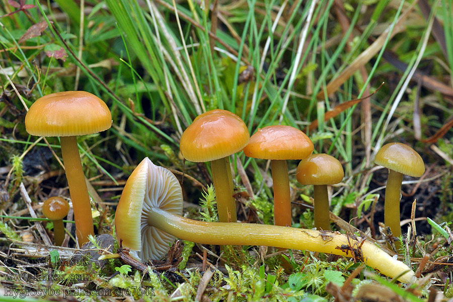 Papageigrüner Saftling Parrot Hygrocybe psittacina