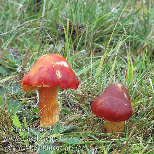 Hygrocybe punicea Größter Großer Granatroter Saftling