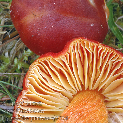 Hygrocybe punicea Lúčnica granátovočervená