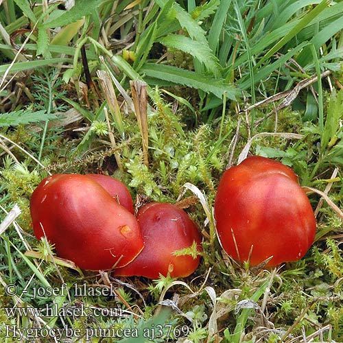 Hygrocybe punicea Voskovka granátová Velika vlažnica