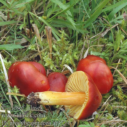 Hygrocybe punicea aj3774