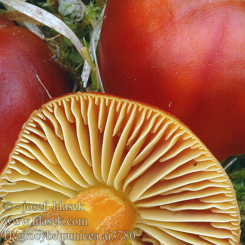 Hygrocybe punicea aj3780