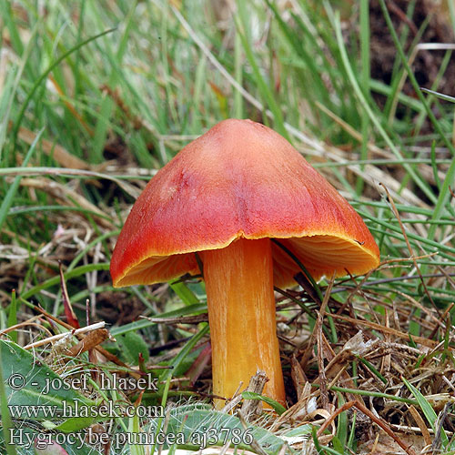 Hygrocybe punicea ヒイロガサ Vérvörös