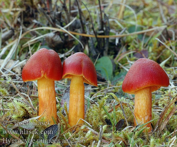 Hygrocybe punicea am2766