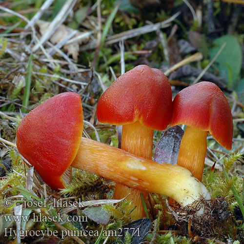 Hygrocybe punicea am2771