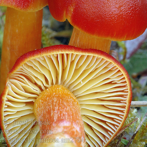 Hygrocybe punicea am2784