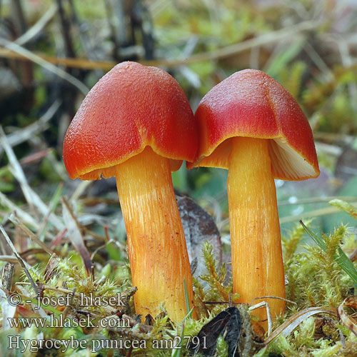 Hygrocybe punicea am2791