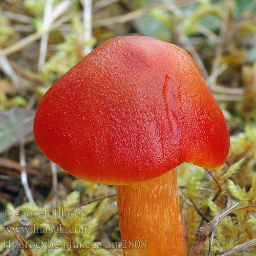 Hygrocybe punicea am2808