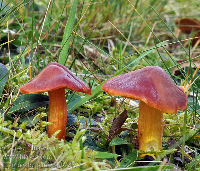 Hygrocybe punicea Voskovka granátová