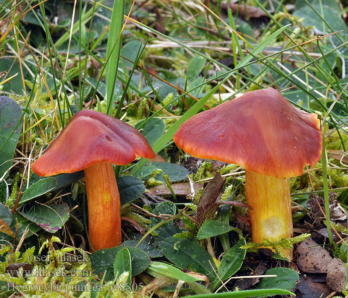 Hygrocybe punicea Größter Großer Granatroter Saftling