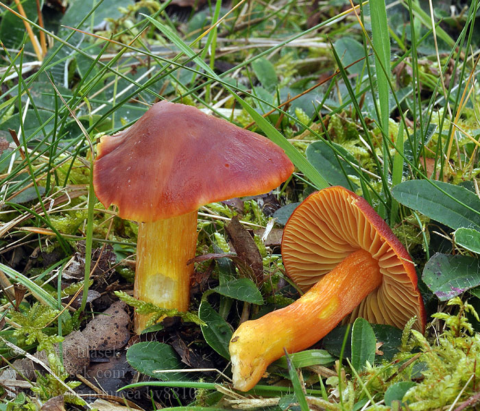 Hygrocybe punicea Wilgotnica karminowa