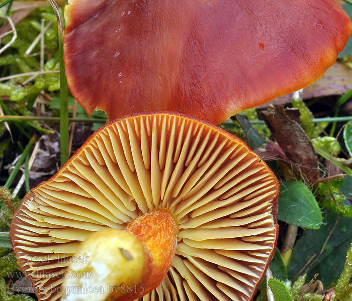 Hygrocybe punicea Lúčnica granátovočervená