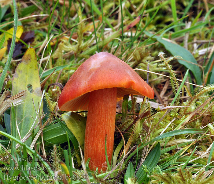 Hygrocybe punicea Granaatbloemwasplaat