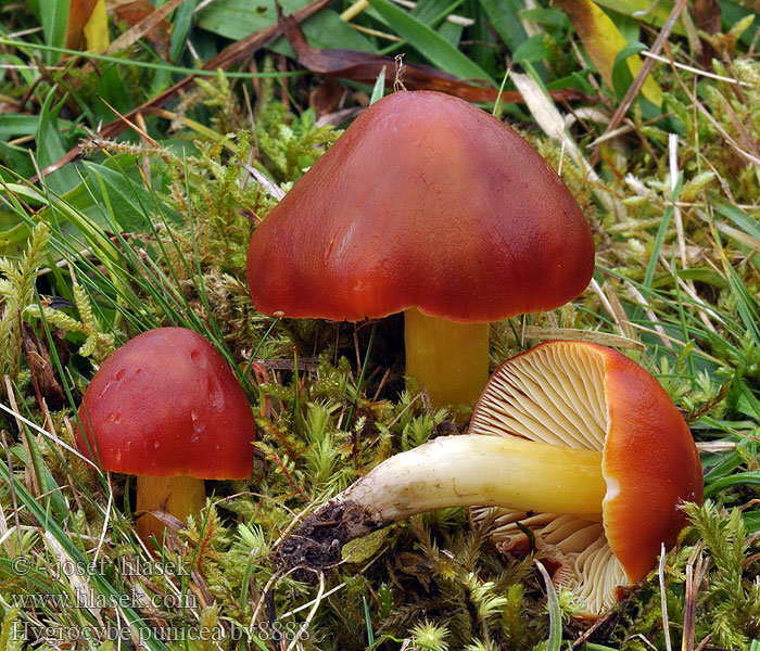 Hygrocybe punicea Velika vlažnica