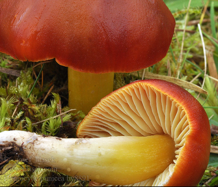 Hygrocybe punicea Scharlakansvaxskivling