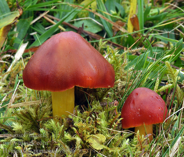 Hygrocybe punicea Skarlagen-vokshat Punikkivahakas