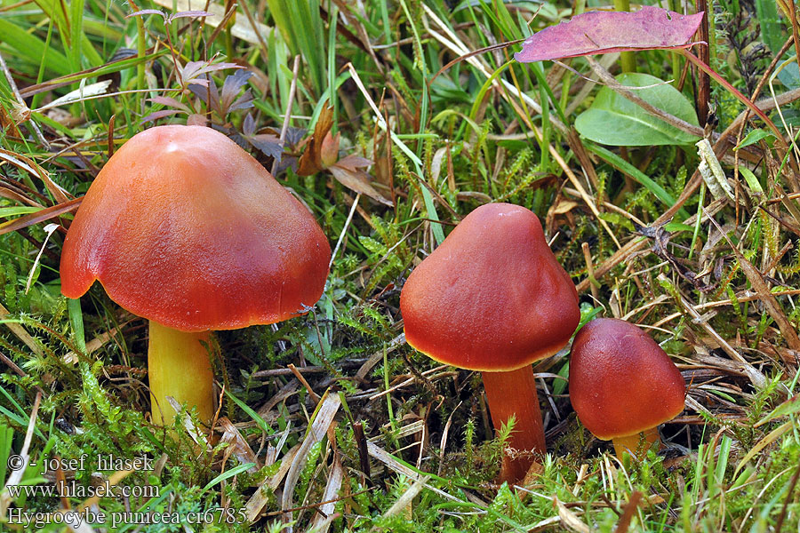 Hygrocybe punicea