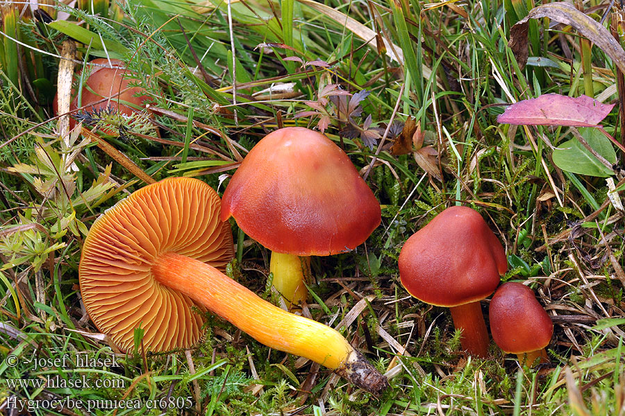 Hygrocybe punicea