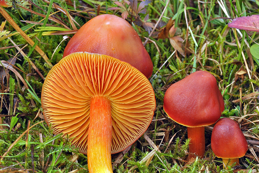 Hygrocybe punicea