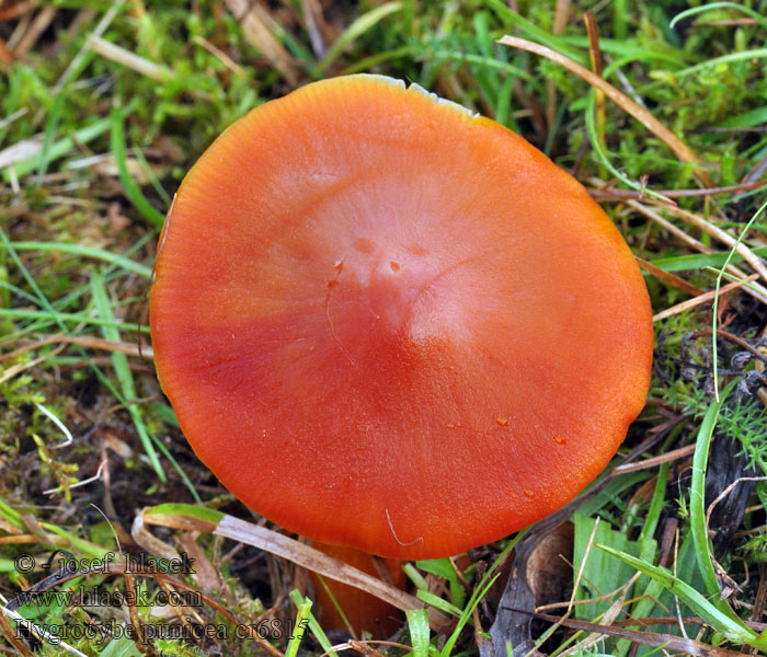 Hygrocybe punicea