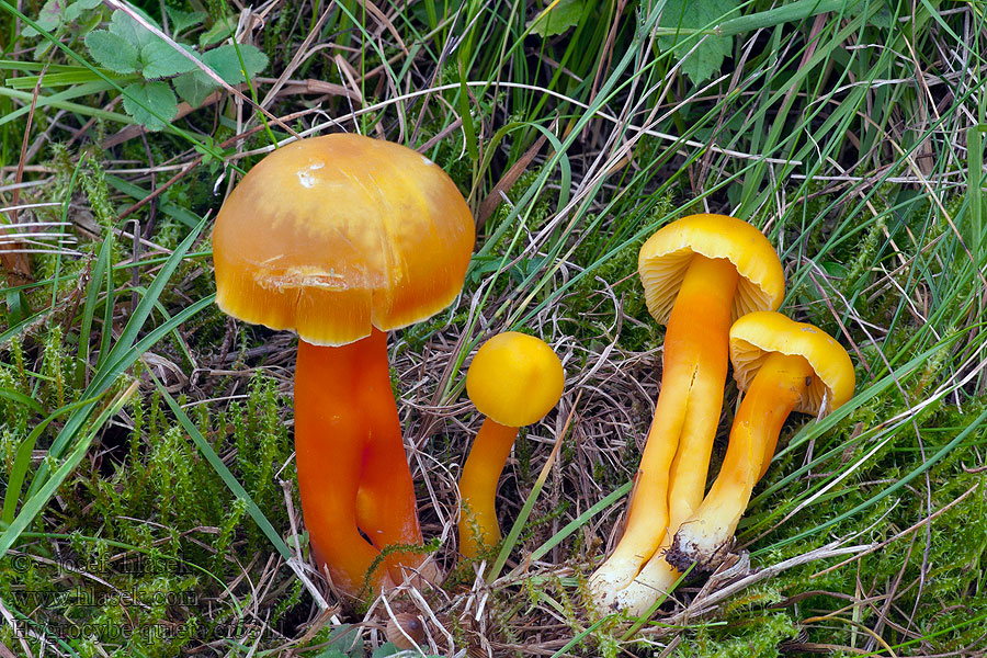 Hygrocybe quieta Voskovka klidná Gebuckelter Saftling