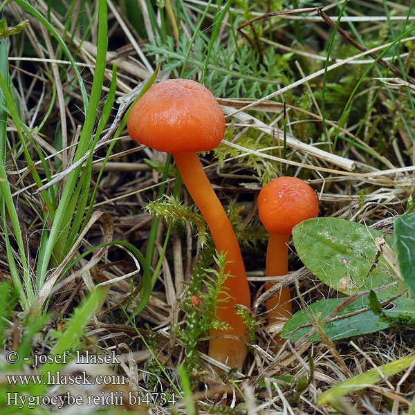 Hygrocybe reidii Voskovka Reidova Honey Waxcap Reidens Saftling