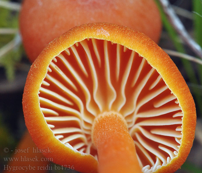 Hygrocybe reidii bi4736