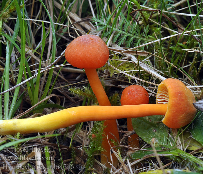 Hygrocybe reidii bi4746