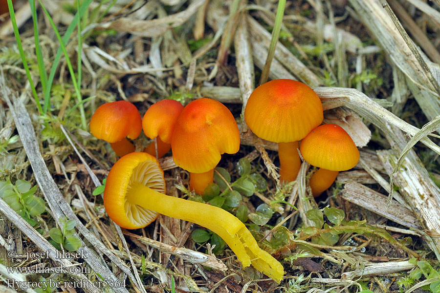 Voskovka Reidova Hygrocybe reidii