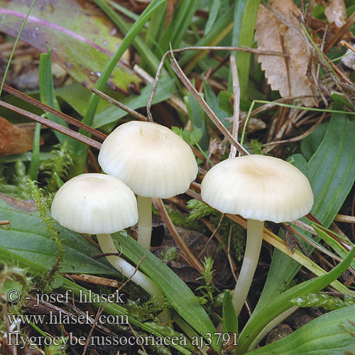 Hygrocybe russocoriacea Šťavnatka juchtová Cedarwood Waxcap Oblúkovka juchtová Mirisna vlažnica Geurende Wasplaat Russelærvokssopp Lädervaxing Juchtenellerling Kvapioji guotainė Setrivahakas Гигроцибе краснокожа