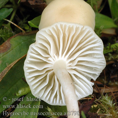 Hygrocybe russocoriacea aj3798