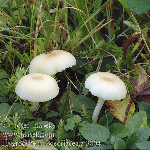 Hygrocybe russocoriacea Geurende Wasplaat Russelærvokssopp Lädervaxing Juchtenellerling Kvapioji guotainė Setrivahakas Гигроцибе краснокожа Šťavnatka juchtová Cedarwood Waxcap Oblúkovka juchtová Mirisna vlažnica