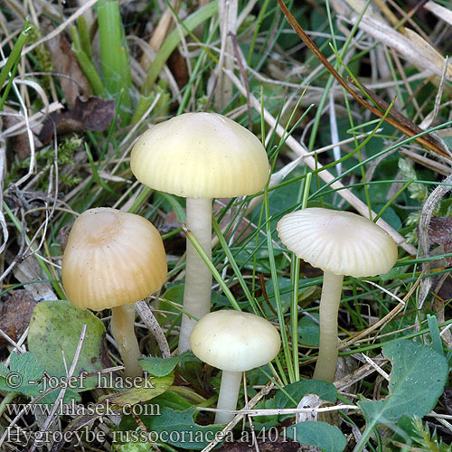 Hygrocybe russocoriacea Lädervaxing Juchtenellerling Kvapioji guotainė Setrivahakas Гигроцибе краснокожа Šťavnatka juchtová Cedarwood Waxcap Oblúkovka juchtová Mirisna vlažnica Geurende Wasplaat Russelærvokssopp