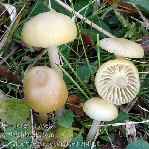 Hygrocybe russocoriacea Setrivahakas Гигроцибе краснокожа Šťavnatka juchtová Cedarwood Waxcap Oblúkovka juchtová Mirisna vlažnica Geurende Wasplaat Russelærvokssopp Lädervaxing Juchtenellerling Kvapioji guotainė