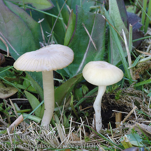 Hygrocybe russocoriacea aj4018