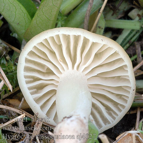 Hygrocybe russocoriacea Mirisna vlažnica Geurende Wasplaat Russelærvokssopp Lädervaxing Juchtenellerling Kvapioji guotainė Setrivahakas Гигроцибе краснокожа Šťavnatka juchtová Cedarwood Waxcap Oblúkovka juchtová