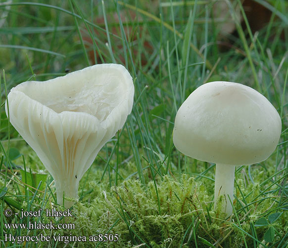 Hygrocybe virginea Šťavnatka sněžná Lúčnica snehobiela Wilgotnica śnieżna Snowy Waxcap Jungfern-Ellerling Schneeweisser Ellerling Gewoon Sneeuwzwammetje Snehvid Vokshat Neidonvahakas Fehér nedűgomba Krittvokssopp Obledela vlažnica Vitvaxing