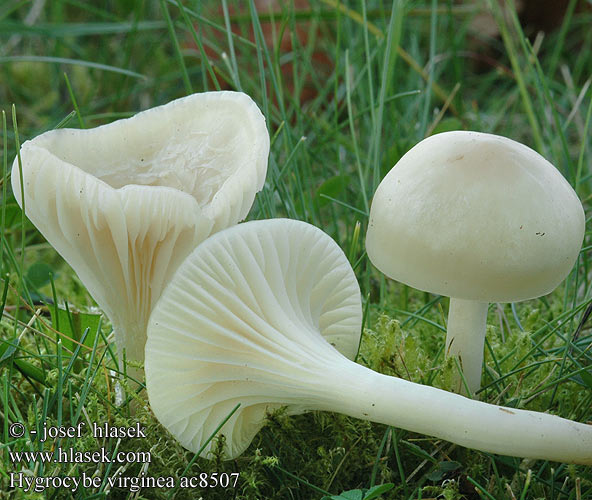 Hygrocybe virginea Snowy Waxcap Jungfern-Ellerling Schneeweisser Ellerling Gewoon Sneeuwzwammetje Snehvid Vokshat Neidonvahakas Fehér nedűgomba Krittvokssopp Obledela vlažnica Vitvaxing Šťavnatka sněžná Lúčnica snehobiela Wilgotnica śnieżna