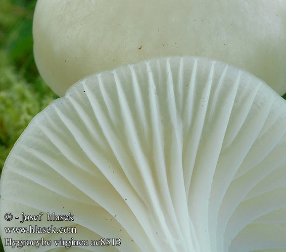 Hygrocybe virginea Snehvid Vokshat Neidonvahakas Fehér nedűgomba Krittvokssopp Obledela vlažnica Vitvaxing Šťavnatka sněžná Lúčnica snehobiela Wilgotnica śnieżna Snowy Waxcap Jungfern-Ellerling Schneeweisser Ellerling Gewoon Sneeuwzwammetje