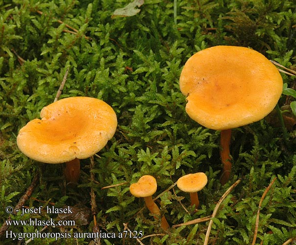 Hygrophoropsis aurantiaca a7125