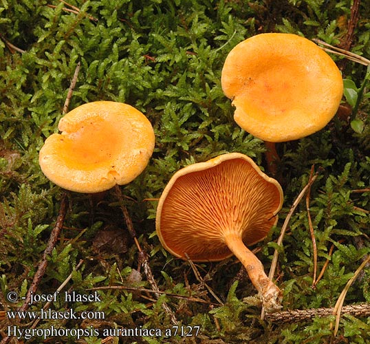 Clitocybe orangé Valse hanekam Narancsvörös tölcsérgomba