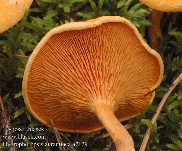 Hygrophoropsis aurantiaca a7129