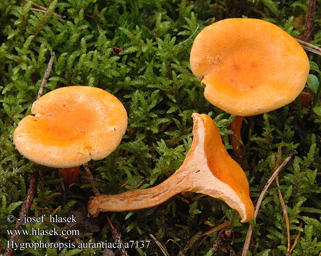 Hygrophoropsis aurantiaca a7137