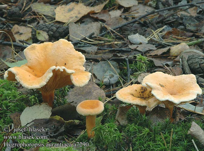 Hygrophoropsis aurantiaca Almindelig orangekantarel valevahvero