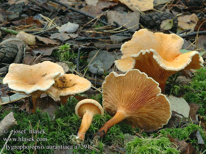 Hygrophoropsis aurantiaca Valse hanekam Narancsvörös tölcsérgomba