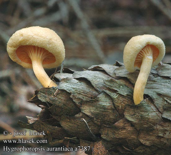 Hygrophoropsis aurantiaca Falscher Pfifferling Líška oranžová