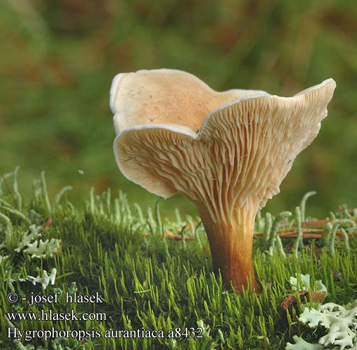 Hygrophoropsis aurantiaca a8432