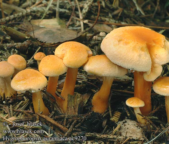 Hygrophoropsis aurantiaca Cantharellus lactea Clitocybe nigripes