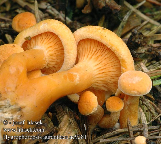 Hygrophoropsis aurantiaca clitocybe orangé Valse hanekam